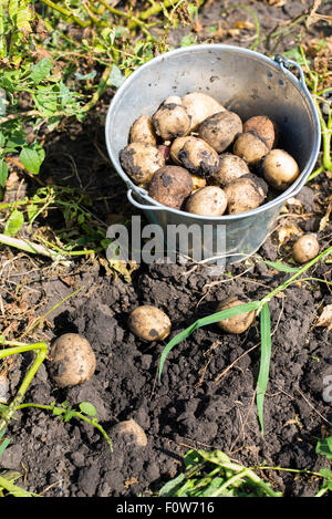 Una benna di patate in giardino Foto Stock