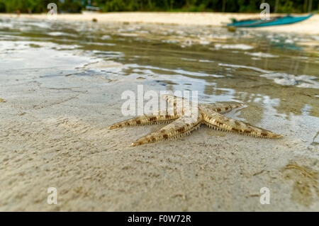 Un live di piccole stelle marine. Una piccola stella di mare è strisciando a terra durante la bassa marea nel tardo pomeriggio. Foto Stock