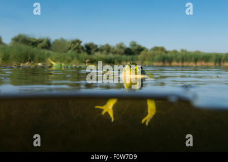 Appena emerse e damselfly in appoggio sulla testa di una piscina (rana lessonae Pelophylax) Delta del Danubio, Romania, Giugno. Foto Stock