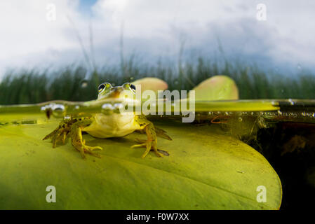 Piscina (rana lessonae Pelophylax) su una foglia di ninfea, Crisan, il Delta del Danubio, Romania, Giugno. Foto Stock