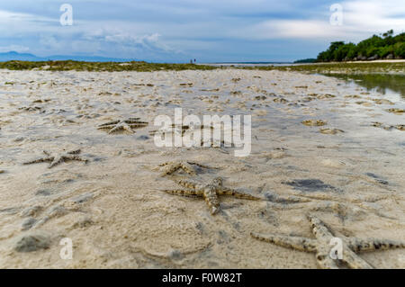 Migliaia di stelle marine gregge a riva. Un sacco di starfish strisciando a terra su una bassa marea è un segno di una sana vita marina Foto Stock