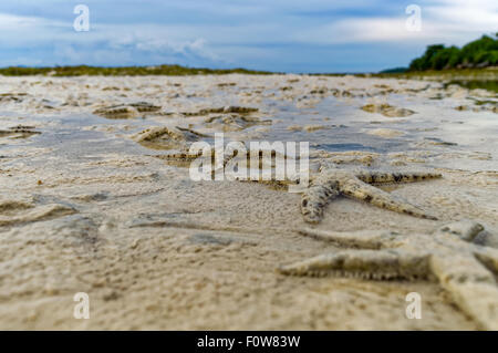 Migliaia di stelle marine gregge a riva. Un sacco di starfish strisciando a terra su una bassa marea è un segno di una sana vita marina Foto Stock