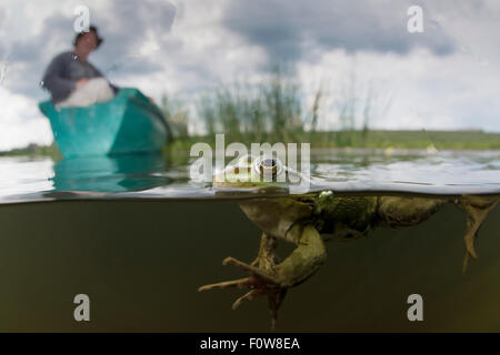 Piscina (Rana lessonae Pelophylax) livello diviso shot con Christian Mititelu guardando dalla barca, vicino al villaggio di Crisan, il Delta del Danubio, Romania, Giugno 2013. Foto Stock