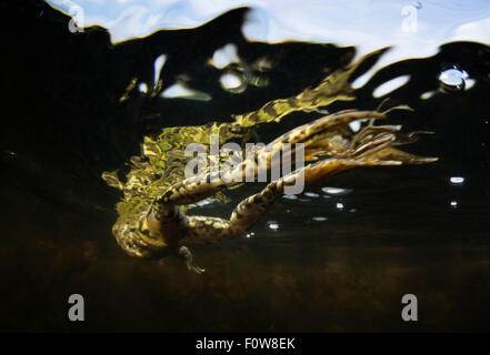 Piscina (Rana lessonae Pelophylax) nuotare vicino alla superficie, vicino al villaggio di Crisan, il Delta del Danubio, Romania, Giugno. Foto Stock