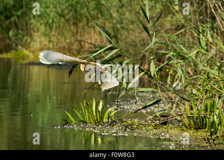 Sgarza ciuffetto (Ardeola ralloides) volare con il luccio preda, il Delta del Danubio, Romania, Giugno. Foto Stock