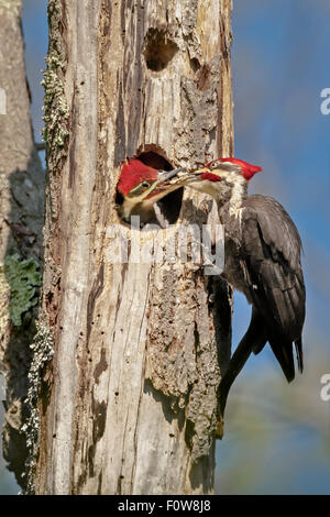 Maschio Picchio Pileated (Dryocopus pileatus ) alimenta il suo poche settimane vecchio pulcino maschio presso la struttura nido. Foto Stock
