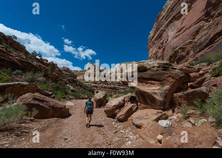 Grand lavare Waterpocket Fold nel Parco nazionale di Capitol Reef Foto Stock