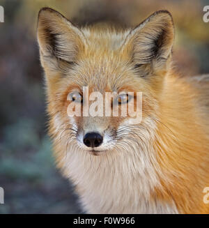 Ritratto di una volpe rossa. Foto Stock