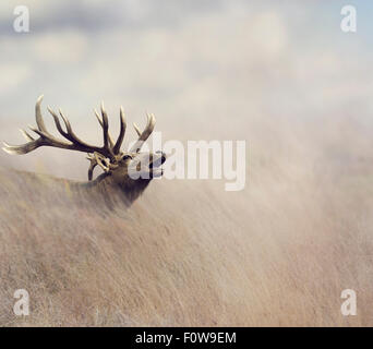 Elk camminando in erba alta Foto Stock