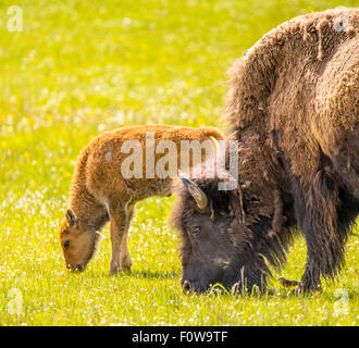 Bison yearling pascolare su erba verde con la madre.Lamar Valley, Naional Yellowstone Park, Wyoming USA Foto Stock