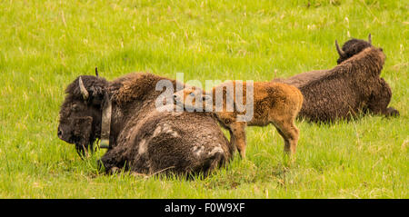 Bison yearling appoggiato la sua testa sulla sua schiena delle madri. Lamar Valley, il Parco Nazionale di Yellowstone, Wyoming USA Foto Stock