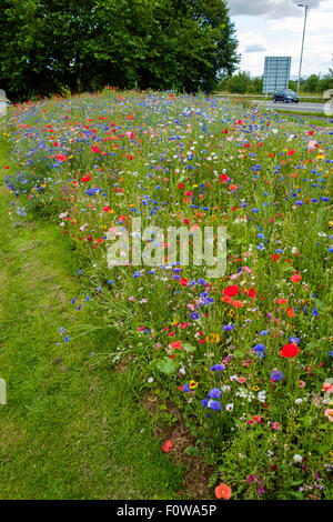 Miscela di fiori selvatici piantato da parte delle autorità locali di orlo sul ciglio della strada che conduce alla rotatoria in Chepstow, Monmouthshire Wales UK Foto Stock