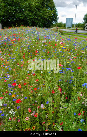 Miscela di fiori selvatici piantato da parte delle autorità locali di orlo sul ciglio della strada che conduce alla rotatoria in Chepstow, Monmouthshire Wales UK Foto Stock