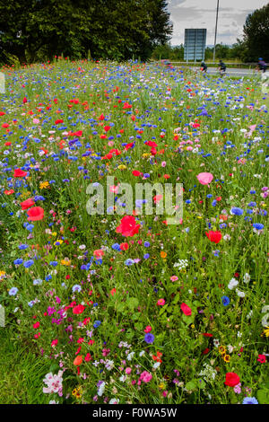 Miscela di fiori selvatici piantato da parte delle autorità locali di orlo sul ciglio della strada che conduce alla rotatoria in Chepstow, Monmouthshire Wales UK Foto Stock