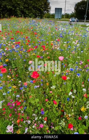 Miscela di fiori selvatici piantato da parte delle autorità locali di orlo sul ciglio della strada che conduce alla rotatoria in Chepstow, Monmouthshire Wales UK Foto Stock