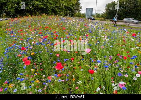 Miscela di fiori selvatici piantato da parte delle autorità locali di orlo sul ciglio della strada che conduce alla rotatoria in Chepstow, Monmouthshire Wales UK Foto Stock