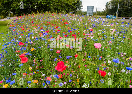 Miscela di fiori selvatici piantato da parte delle autorità locali di orlo sul ciglio della strada che conduce alla rotatoria in Chepstow, Monmouthshire Wales UK Foto Stock