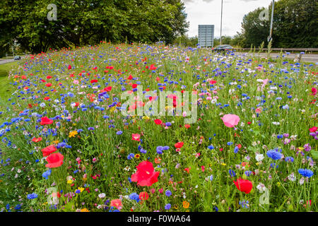 Miscela di fiori selvatici piantato da parte delle autorità locali di orlo sul ciglio della strada che conduce alla rotatoria in Chepstow, Monmouthshire Wales UK Foto Stock