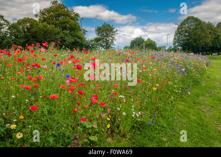 Miscela di fiori selvatici piantato da parte delle autorità locali di orlo sul ciglio della strada che conduce alla rotatoria in Chepstow, Monmouthshire Wales UK Foto Stock