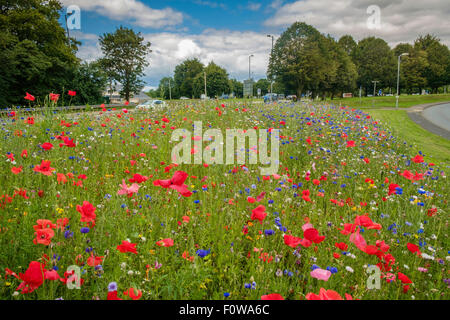 Miscela di fiori selvatici piantato da parte delle autorità locali di orlo sul ciglio della strada che conduce alla rotatoria in Chepstow, Monmouthshire Wales UK Foto Stock