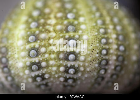 Close up di ricci di mare shell Foto Stock
