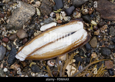 Razor clam conchiglie sulla spiaggia con la bassa marea Foto Stock
