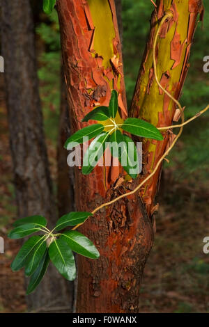 Madrone Tree (Arbutus menziesii) è un albero sempreverde con ricchi di colore arancione-rosso corteccia che pela via in fogli quando è maturo. In primavera Foto Stock