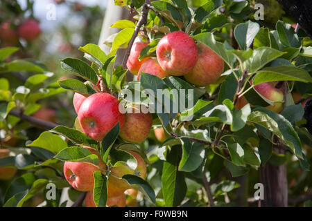 Organici di mele rosse appese su un ramo di albero Foto Stock