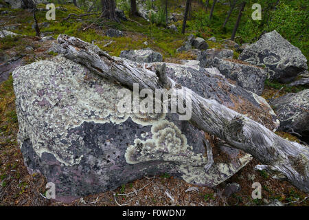 Morto di pino silvestre (Pinus sylvestris) tronco di albero appoggiato su lichen coperto rock, Stora Sjofallet National Park, maggiore Laponia Area Rewilding, Lapponia, Norrbotten, Svezia, giugno. Foto Stock