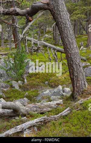 Di pino silvestre (Pinus sylvestris) trunk in old-crescita foresta di pini, Stora Sjofallet National Park, maggiore Laponia Area Rewilding, Lapponia, Norrbotten, Svezia, giugno. Foto Stock