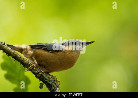 Primo piano di una Eurasian picchio muratore o legno picchio muratore (Sitta europaea) in una foresta Foto Stock