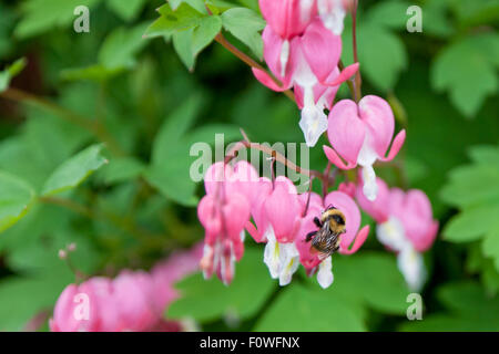 Un grande giallo e nero Bumble Bee con vedere attraverso le ali si appoggia su una fila di spurgo di rosa fiori di cuore con un backgrou sfocata Foto Stock