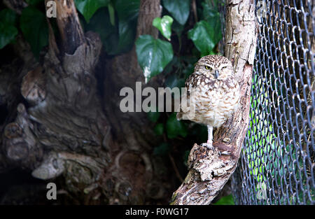 Scavando il gufo sorge su un ramo in contenitore in London Zoo. Foto Stock