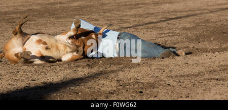 Estes Park, COLORADO - Steer wrestling sul tetto Rodeo. Foto Stock