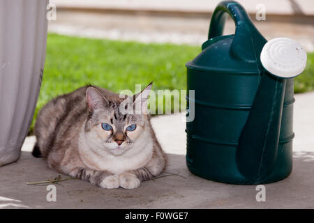 Un blue eyed outdoor cat posa su un patio di calcestruzzo accanto a un verde annaffiatoio. Foto Stock