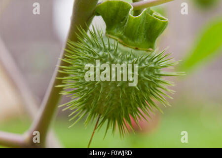 Devil'stromba seme pod (Datura innoxia, / Datura inoxia) - USA Foto Stock