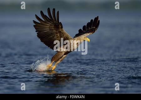 White Tailed sea eagle (Haliaeetus albicilla) pesca, Oder delta del fiume area rewilding, Stettiner Haff, sul confine tra Germania e Polonia, Luglio. Foto Stock