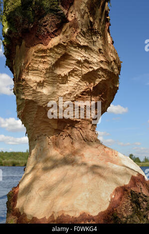 Tronco di albero rosicchiato da Beaver (Castor fiber) fiume Peene, Anklam, in Germania, in giugno. Foto Stock