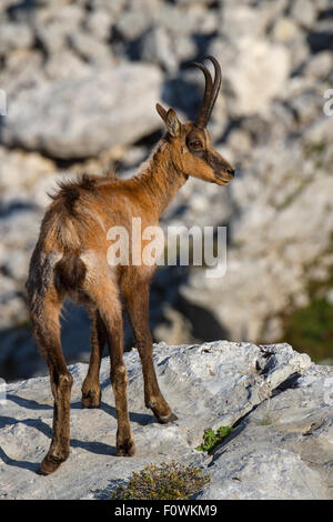 Camoscio appenninico (Rupicapra pyrenaica ornata) Appennino Centrale rewilding area Parco Nazionale d'Abruzzo Lazio e Molise, Italia, Giugno. Foto Stock