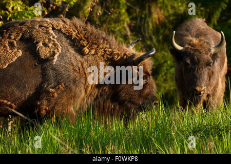 Il bisonte europeo / Wisent (Bison bonasus) rilasciato nell'Tarcu Montagne riserva naturale, Natura 2000 area, Carpazi Meridionali, Romania. Maggio 2014. Foto Stock