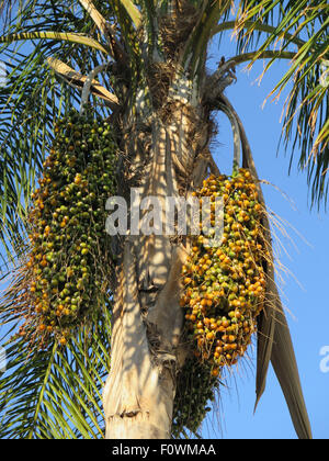 Phoenix dactylifera, noto anche come data di Palm, cuscinetto commestibili di frutta dolce. Foto Stock