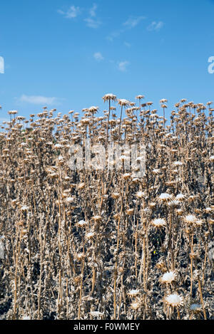 Selva impenetrabile di cardi in tarda estate Foto Stock