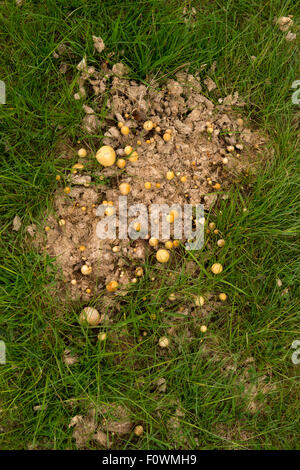 I funghi che crescono in escrementi di cavallo, Tarcu Montagne riserva naturale, Natura 2000 area, Carpazi Meridionali, Romania, Maggio. Foto Stock