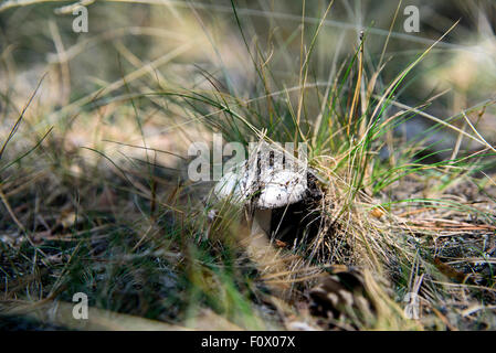 Una foto di un fungo velenoso nel selvaggio Foto Stock