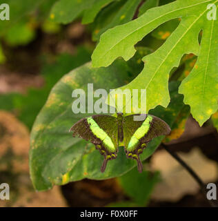 Verde-nastrati farfalla a coda di rondine Foto Stock