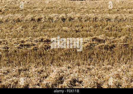 Il mais stoppia lasciata nel campo dopo il taglio Foto Stock