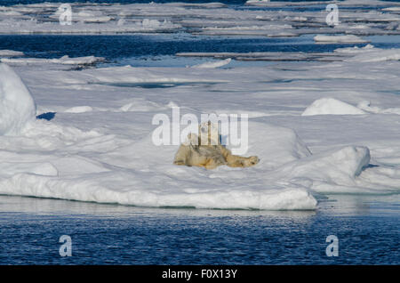 Norvegia, il Mare di Barents, Svalbard, Sjuoyane, sette isole. Northeast-Svalbard Riserva Naturale. Maschio di orso polare. Foto Stock