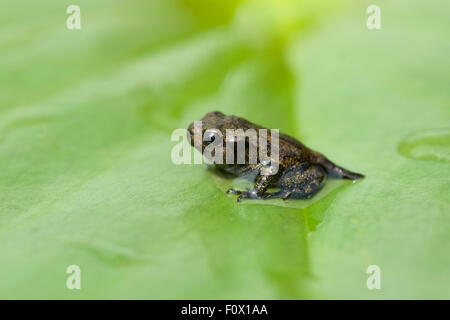 Jungfrosch, seerosen, Junge, Kroete, Foto Stock