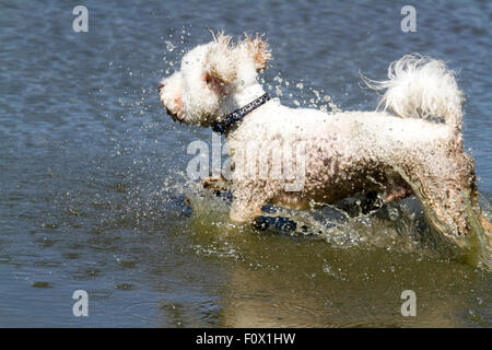 Wimbledon Londra,UK. Il 22 agosto 2015. Un cane non si raffredda a Wimbledon lago come le temperature sono attesi a salire a 30 gradi Celsius sul il giorno più caldo dell'anno Credito: amer ghazzal/Alamy Live News Foto Stock