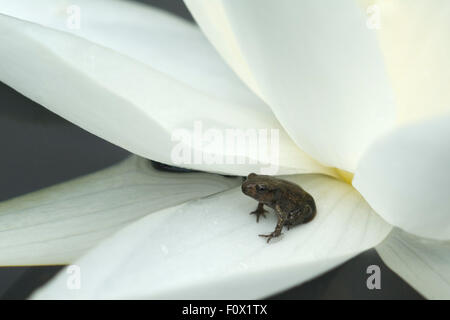 Jungfrosch, seerosen, Junge, Kroete, Foto Stock